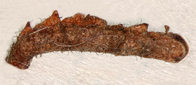 Coleophora avellanae