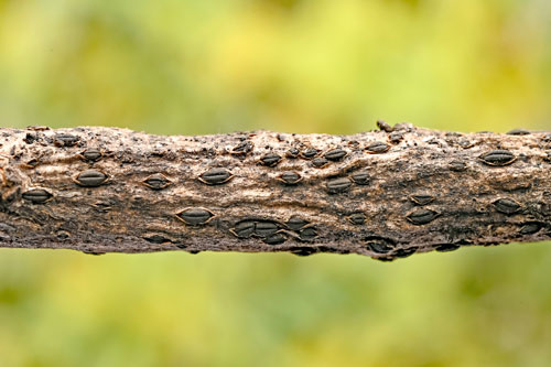 Hysterographium fraxini on Quercus coccifera