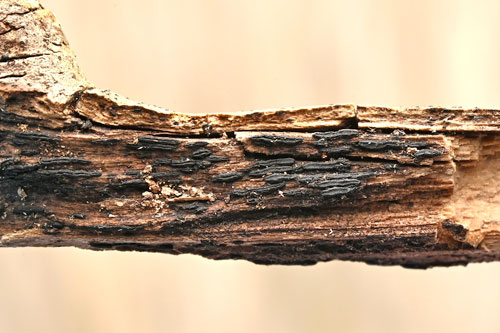 Glonium lineare on Vitis vinifera