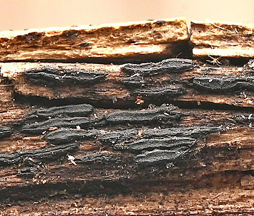 Glonium lineare on Vitis vinifera