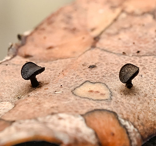 Lanzia coracina on Quercus coccifera