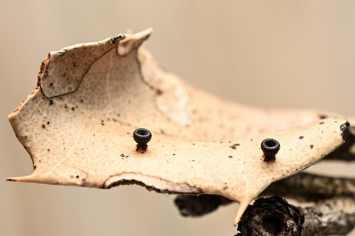 Lanzia coracina on Quercus coccifera