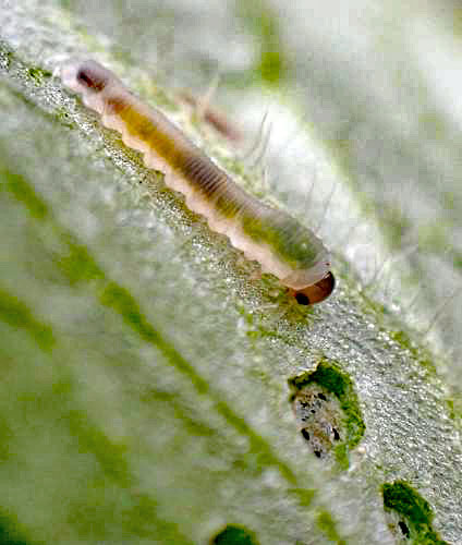 Monophadnus pallescens on Ranuncuius acris