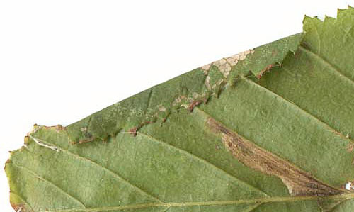 Parornix carpinella mine on Carpinus betulus