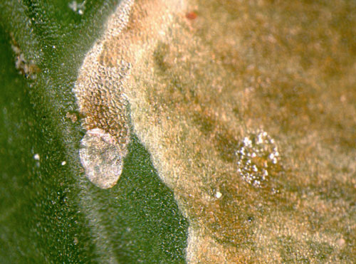 Cameraria ohridella egg