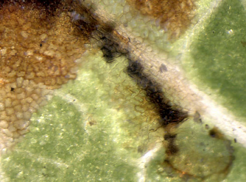 Cameraria ohridella egg