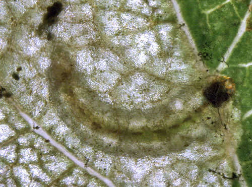 Ectoedemia atricollis larva