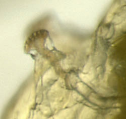 13993_asp
