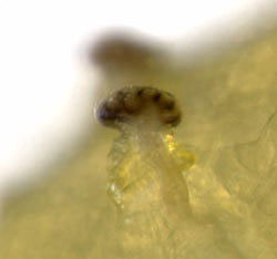 14067_asp