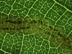 Agromyza alnivora: frass pattern on Alnus glutinosa