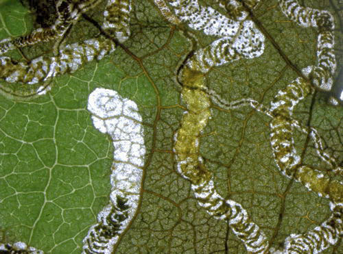 Stigmella glutinosae mine