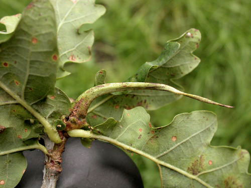 Andricus aries gall