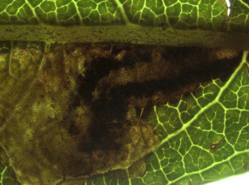 Ectoedemia intimella mine