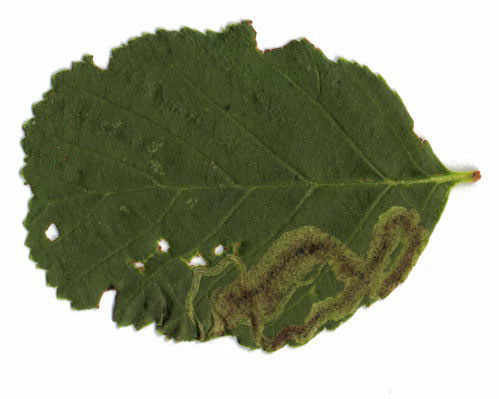 Agromyza alnivora: mine on Alnus glutinosa