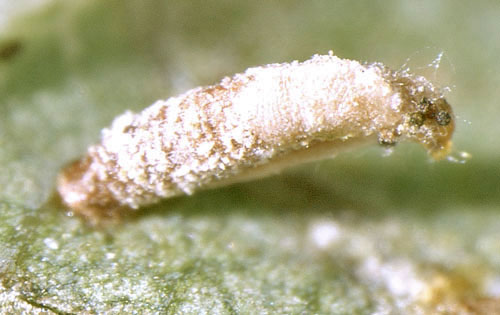 Coleophora lutipennella