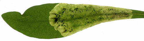 Liriomyza pascuum mine on Euphorbia amygdaloides