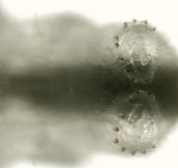 Leucoptera laburnella larva