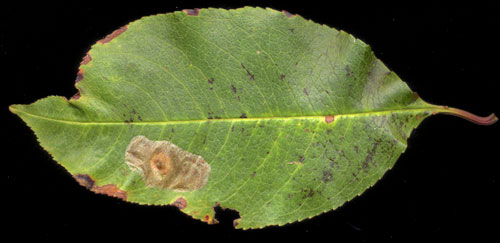 Phyllonorycter corylifoliella mine