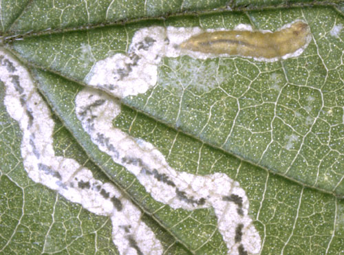 Stigmella cf. splendidissimella larva in the mine