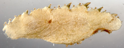 Coleophora gryphipennella case