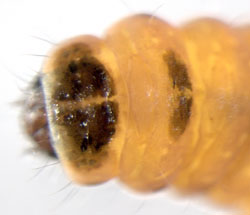 Coleophora gryphipennella larva