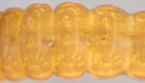 Coleophora gryphipennella larva