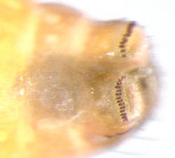 Coleophora gryphipennella larva