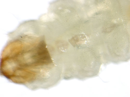Ectoedemia intimella larva
