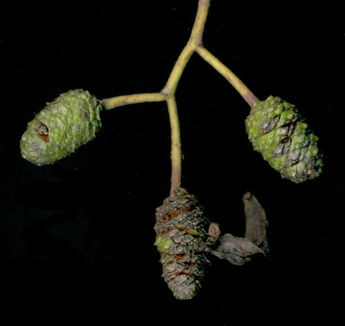 Taphrina alni gall