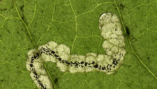 Stigmella cf. splendidissimella mine
