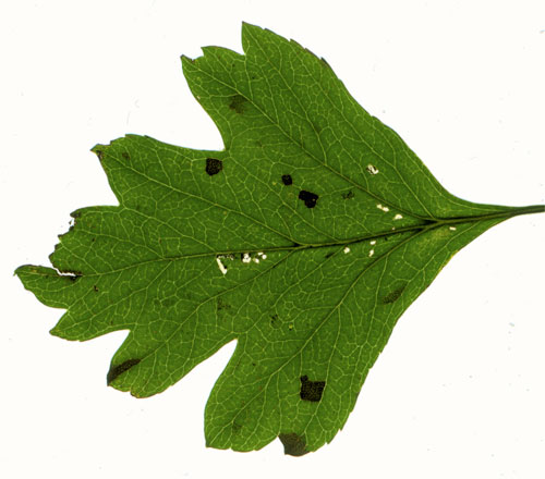 Scythropia crataegella mines