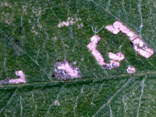 Scythropia crataegella mines