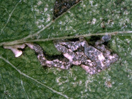 Scythropia crataegella mine