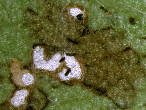 Scythropia crataegella mines