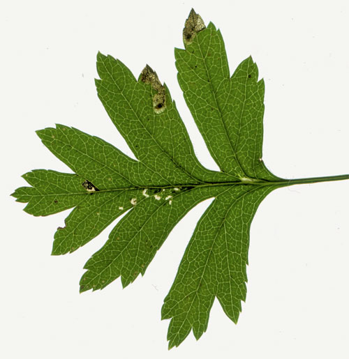 Scythropia crataegella mines
