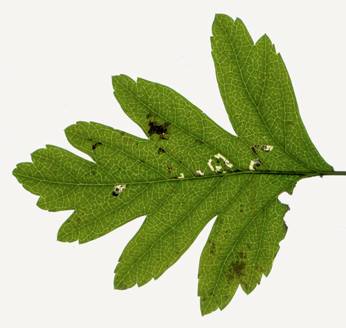 Scythropia crataegella mines