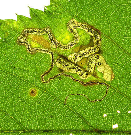 Stigmella aurella mine