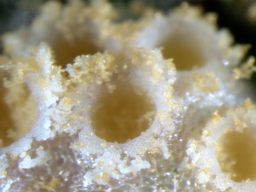 Puccinia urticata aecia detail