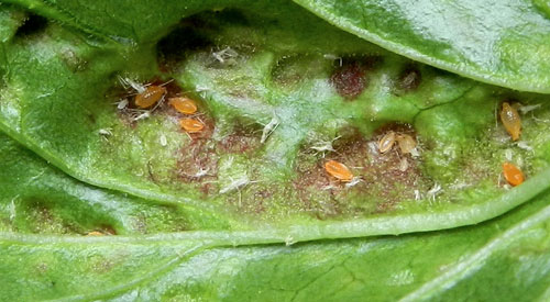 Cryptomyzus ribis aphids on Ribes rubrum
