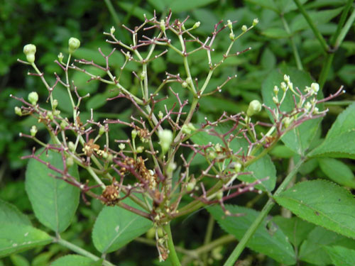 Placochela nigripes galls on Sambucus nigra