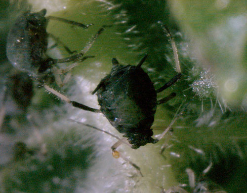 Aphis viburni op Viburnum opulus
