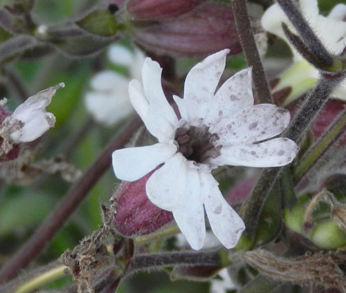 Microbotryum lychnidis-dioicae, anther smut on Silene latifolia
