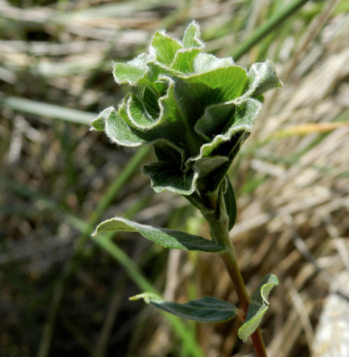 unknown gall on Salix repens