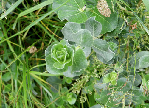 unknown gall on Salix repens