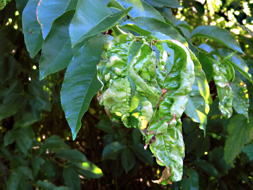Taphrina farlowii: galls on Prunus serotina