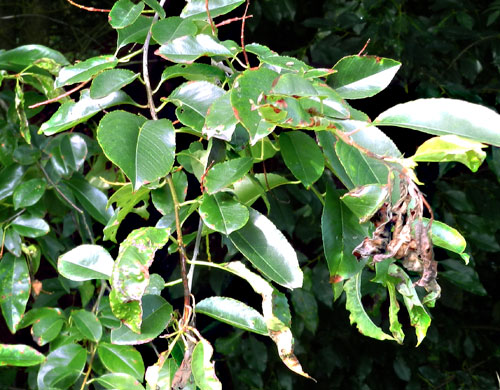 Taphrina farlowii causing shoot die back on Prunus serotina