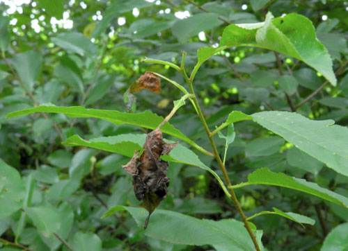 Taphrina farlowii: old  gall on Prunus serotina
