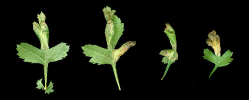 Phyllonorycter oxyacanthae: mines on Crataegus monogyna