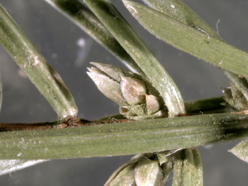 Oligotrophus schmidti: gall on Juniperus communis