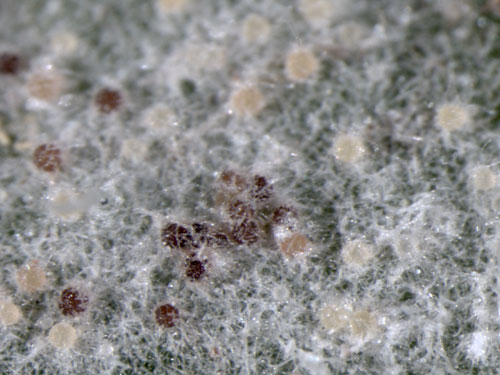 Golovinomyces asperifoliorum: cleistothecia
